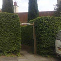 Garden Maintenance including Hedging, Trimming, Planting and Pruning 3