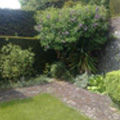 Garden Maintenance including Hedging, Trimming, Planting and Pruning 4