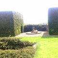 Garden Maintenance including Hedging, Trimming, Planting and Pruning 7